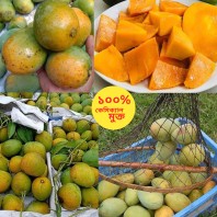 5Kg Satkhira Mango (directly from the garden) 