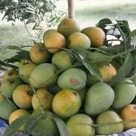 30 KG Gobindo Bhog Aam (Satkhira)