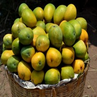 Himsagar Mango of Satkhira (directly from the garden) 5KG